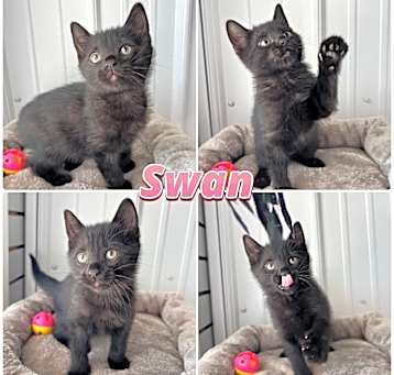 Photo of Swan - SR2