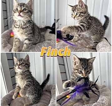 Photo of Finch - SR2