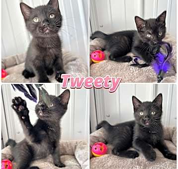 Photo of Tweety - SR2