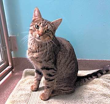 Photo of Smokey