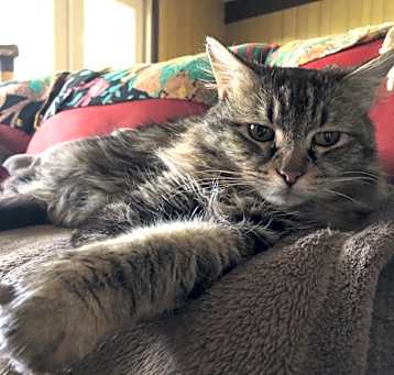 Photo of Sweet William 