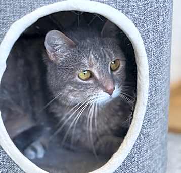 Photo of Cotton