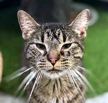 Photo of Angus