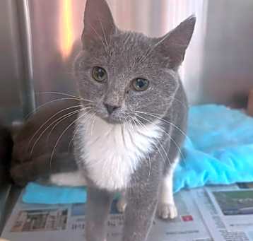 Photo of Carrie- PetSmart Belleville