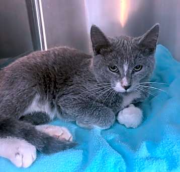 Photo of Big- PetSmart Belleville