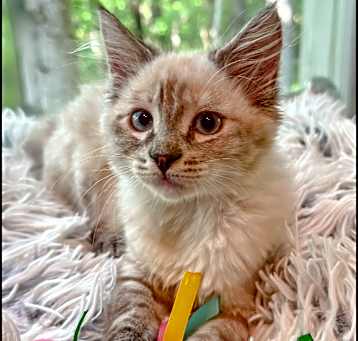 Photo of Valoria
