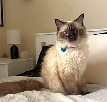 Photo of Willow