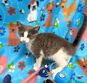 Photo of Flipflop(Petco-Dunn)