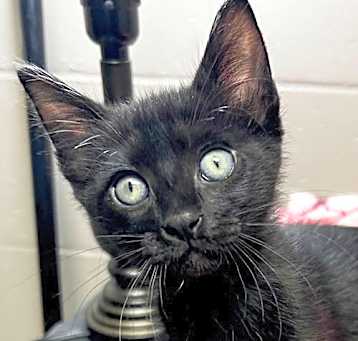 Photo of Dewey