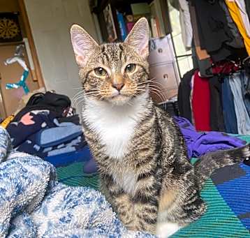 Photo of Biscuit