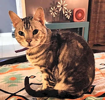 Photo of Phoenix
