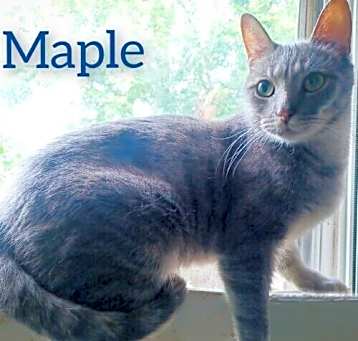 Photo of Maple