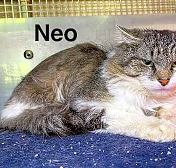 Photo of Neo