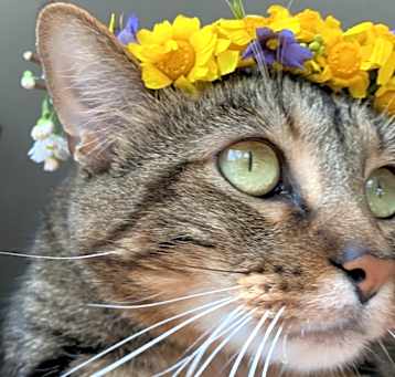 Photo of Mocha