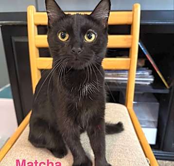 Photo of Matcha