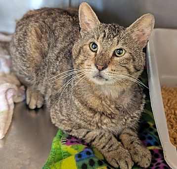 Photo of Teddy 25-2561F