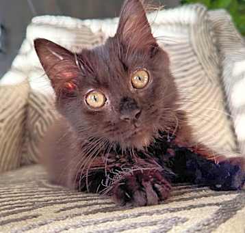 Photo of Ash