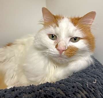 Photo of Tabby