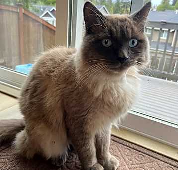 Photo of Shadow