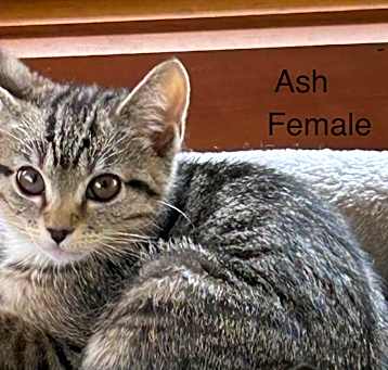 Photo of Ash