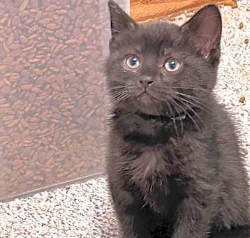 Photo of Cinder (Orange)