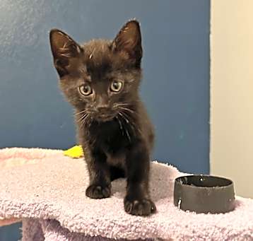 Photo of Coal (Blue)