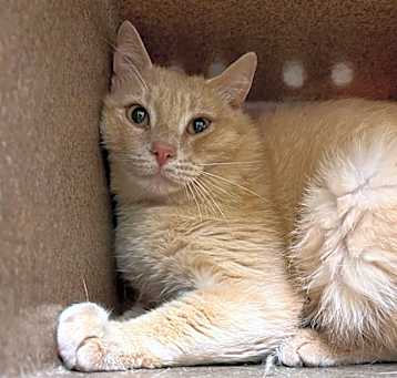 Photo of SVAS-Stray-37123