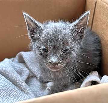 Photo of SVAS-Stray-37124