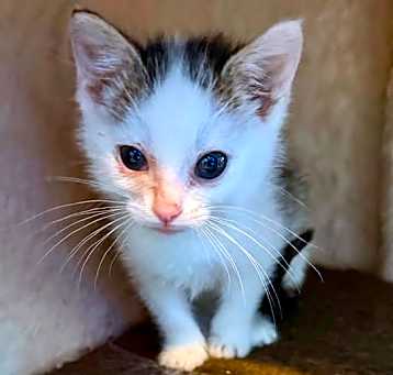 Photo of Angel