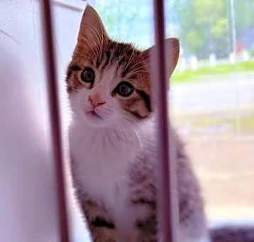 Photo of Mochi