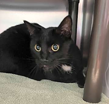 Photo of Clyde