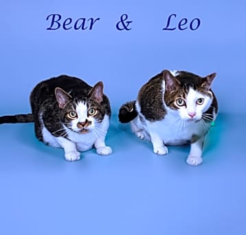 Photo of Leo C25-130