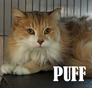 Photo of Puff