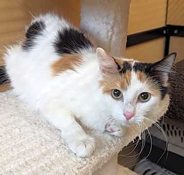 Photo of Bashful