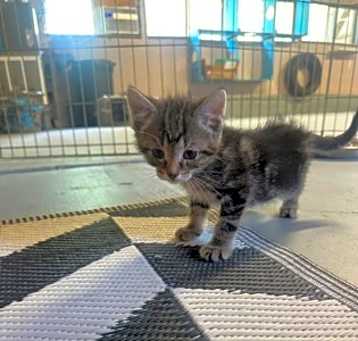 Photo of Bumper