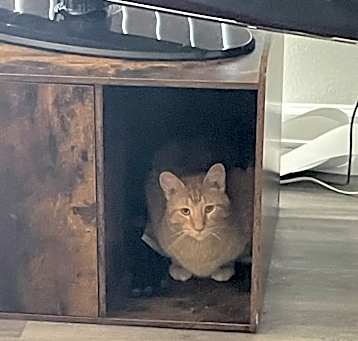 Photo of Chico