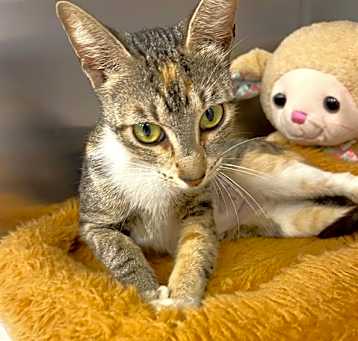 Photo of NUTMEG