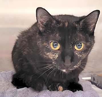 Photo of Lacey