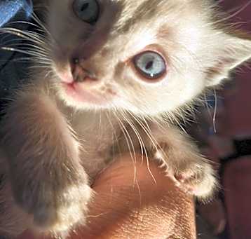 Photo of Fifi