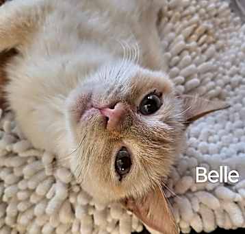 Photo of Belle