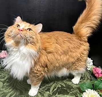 Photo of Ludwig