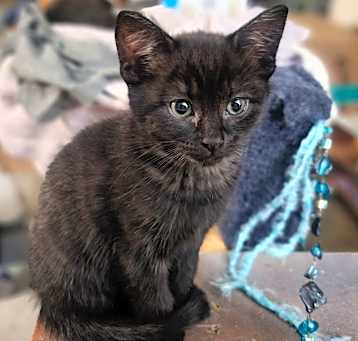 Photo of Kittens- 2 Pair