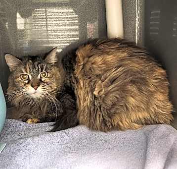 Photo of LYDIA - Working Cat