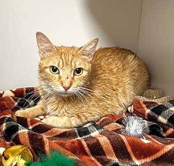 Photo of OLIVE