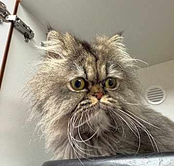 Photo of BABY KITTY