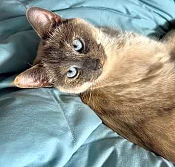 Photo of Willow