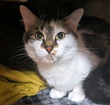 Photo of Pebbles 