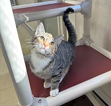 Photo of Cinder