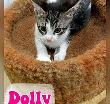 Photo of Dolly