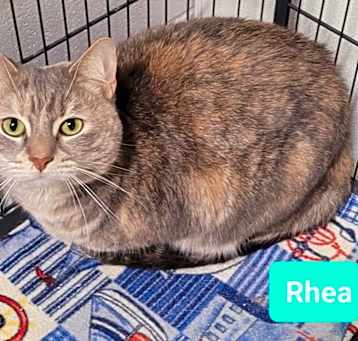 Photo of Rhea
